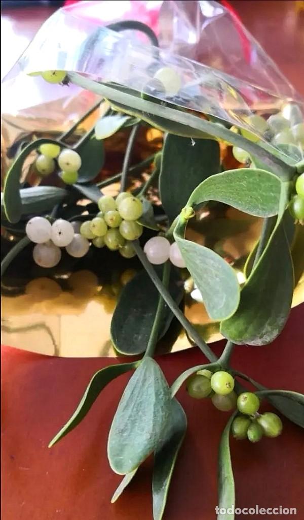 Artesan&iacute;a: Ramilletes Muerdago Gui Mistletoe vesc - Foto 5