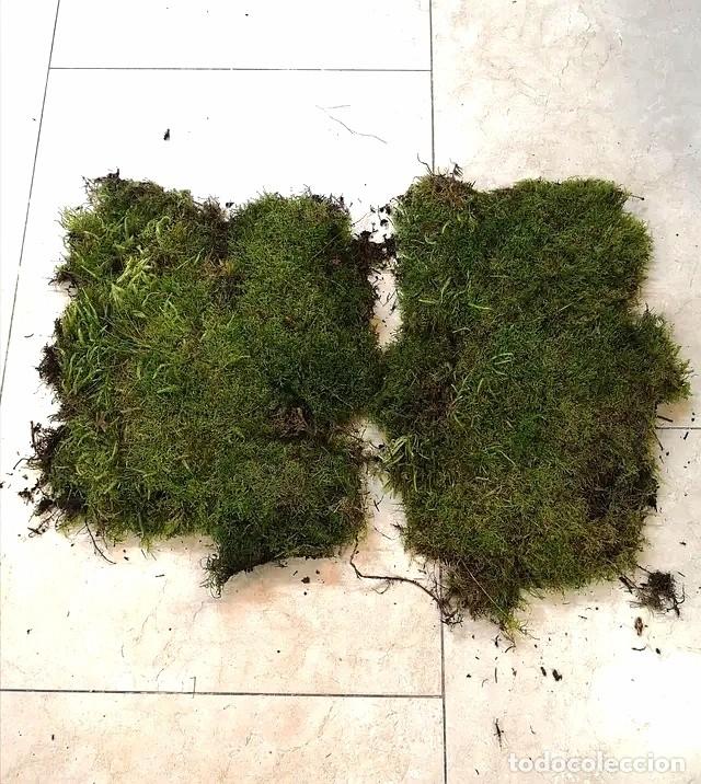 Artesan&iacute;a: Capa de musgo natural - Foto 1