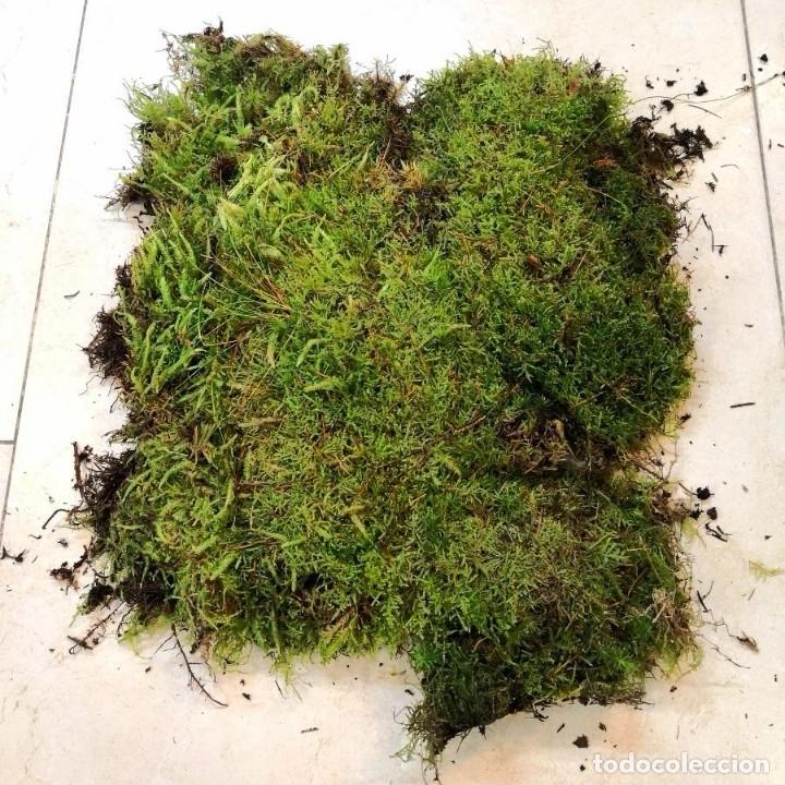 Artesan&iacute;a: Capa de musgo natural - Foto 2