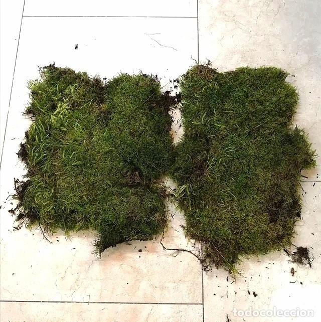Artesan&iacute;a: Capa de musgo natural - Foto 3