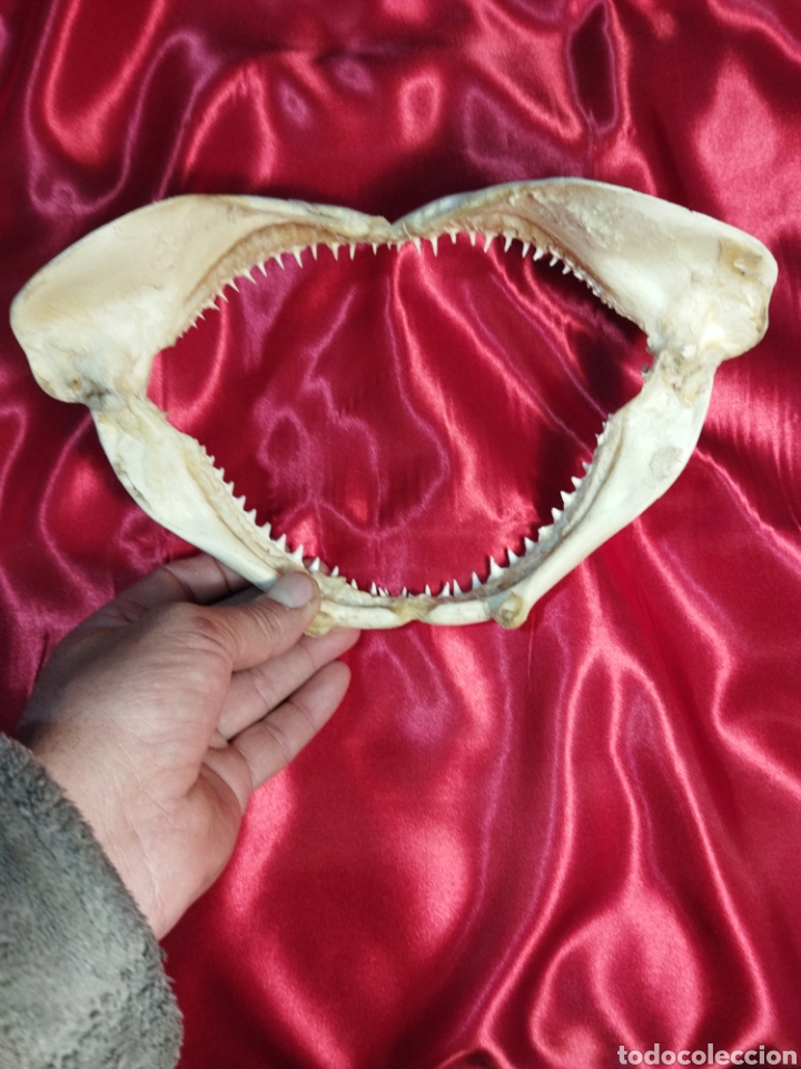 Artesan&iacute;a: Mand&iacute;bula de tibur&oacute;n - Foto 2