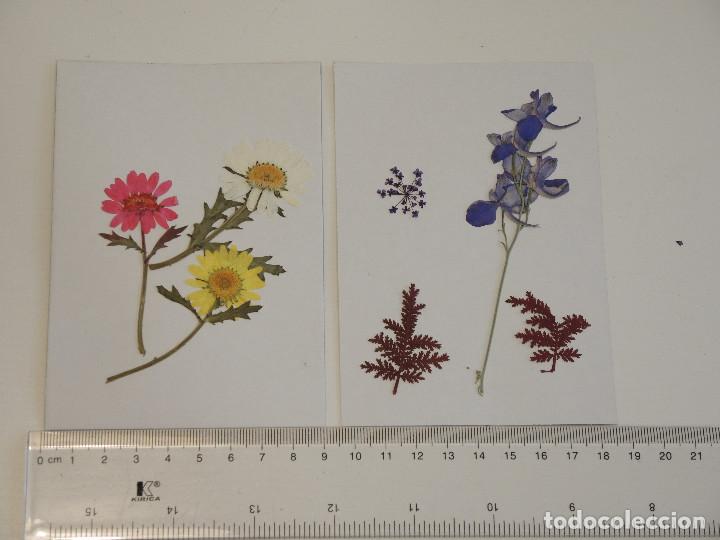 Artesan&iacute;a: Flores secas para decoraci&oacute;n - Foto 1