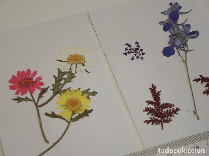 Artesan&iacute;a: Flores secas para decoraci&oacute;n - Foto 2