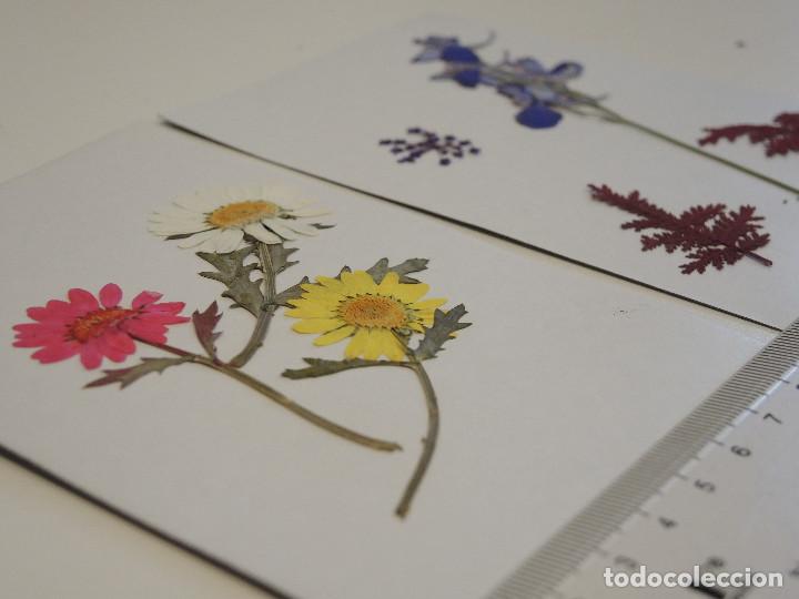 Artesan&iacute;a: Flores secas para decoraci&oacute;n - Foto 3