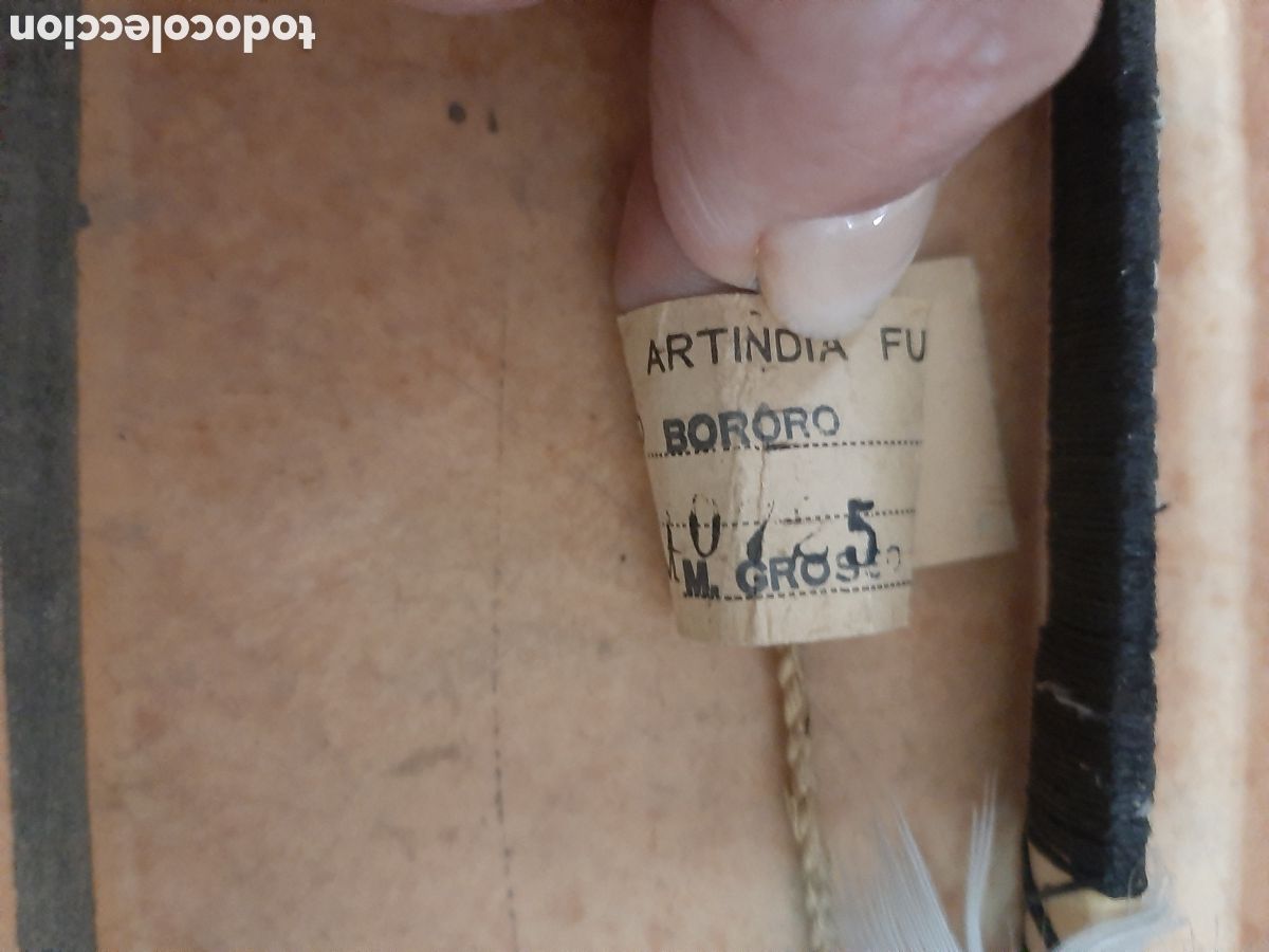 Artesan&iacute;a: ARCO Y DOS FLECHAS TRIBU BORORO AMAZONAS - Foto 3