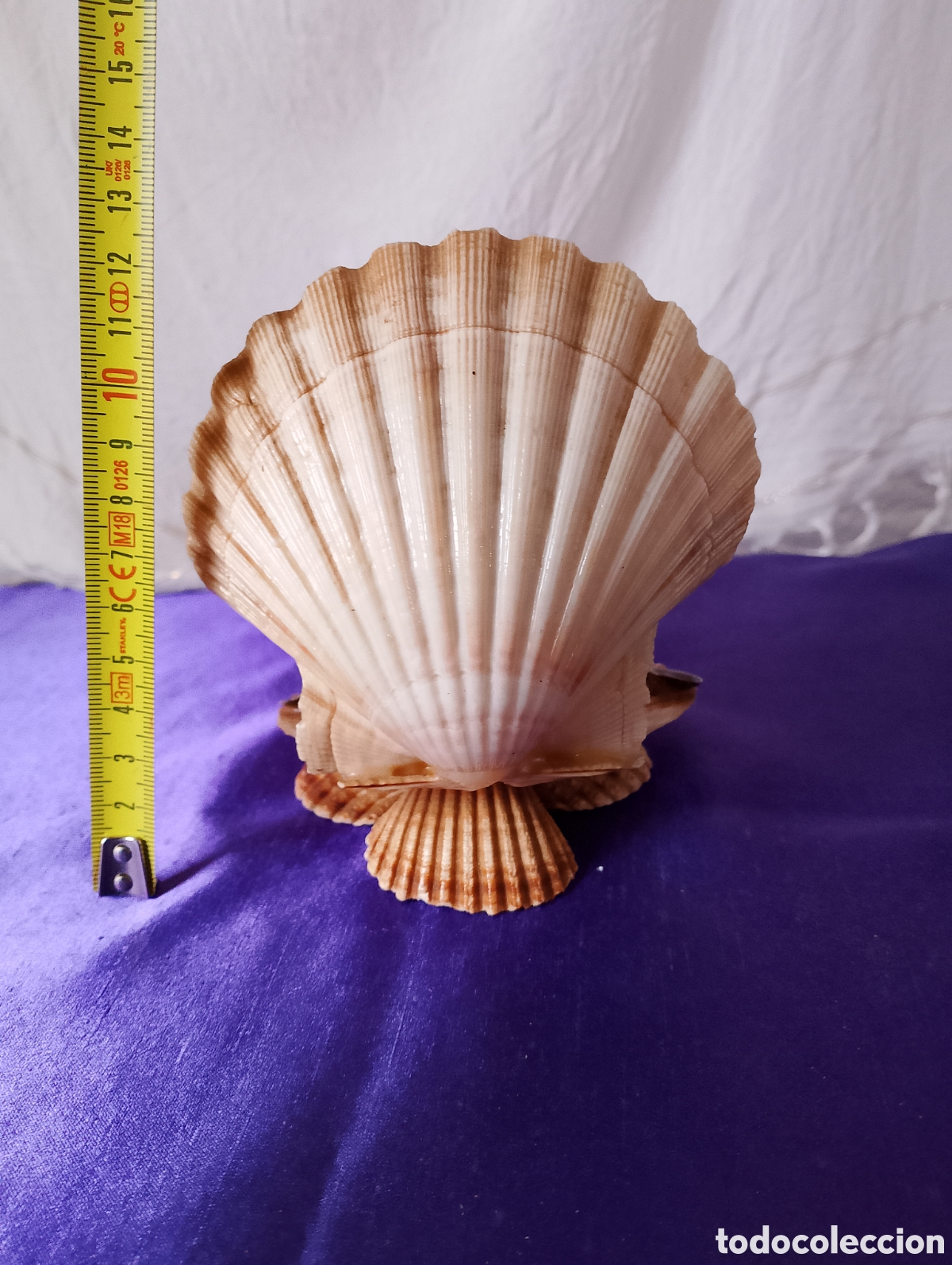 Artesan&iacute;a: Term&oacute;metro entre conchas composici&oacute;n decorativa - Foto 4