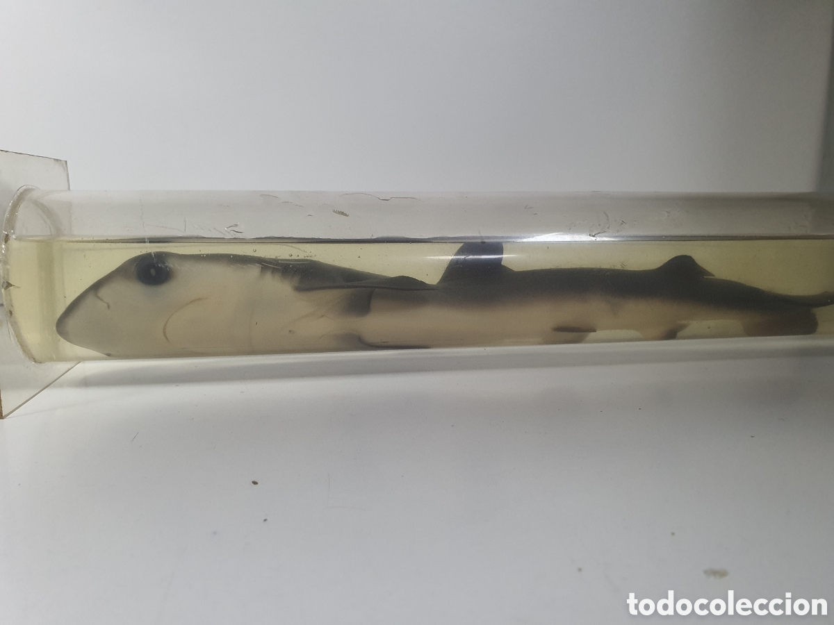 Artesan&iacute;a: Pez conservado perfectamente - Foto 2