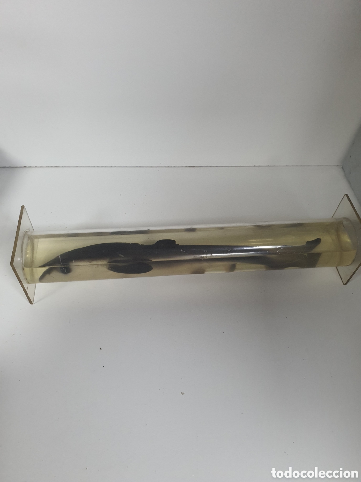 Artesan&iacute;a: Pez conservado perfectamente - Foto 1