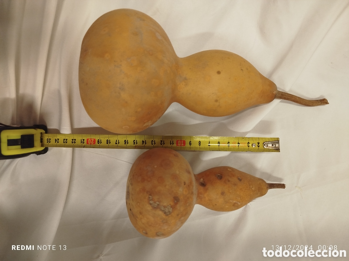 Artesan&iacute;a: Calabazas naturales secas - Foto 2