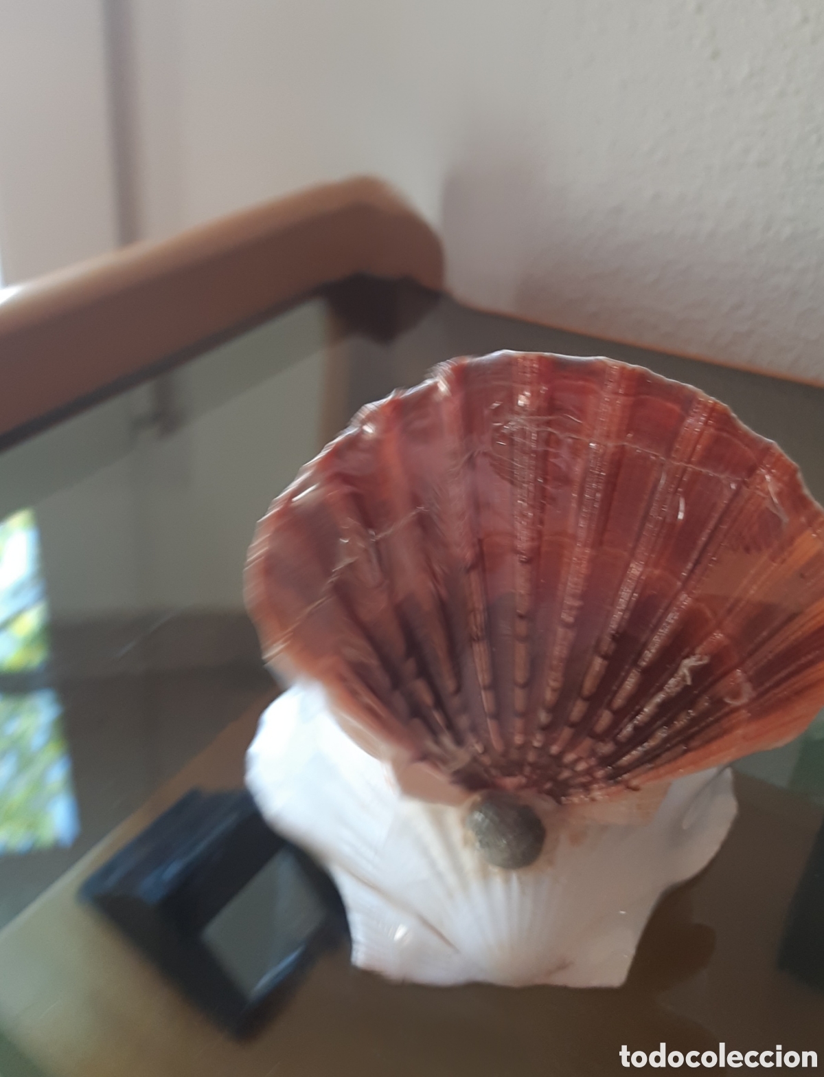 Artesan&iacute;a: Imagen sobre conchas naturales - Foto 3