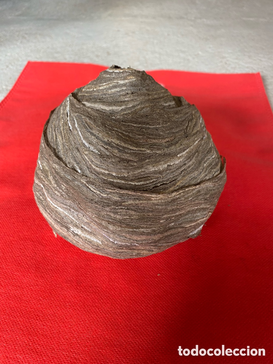 Artesan&iacute;a: Nido de Avispa Com&uacute;n Real - Natural y Conservado. - Foto 2