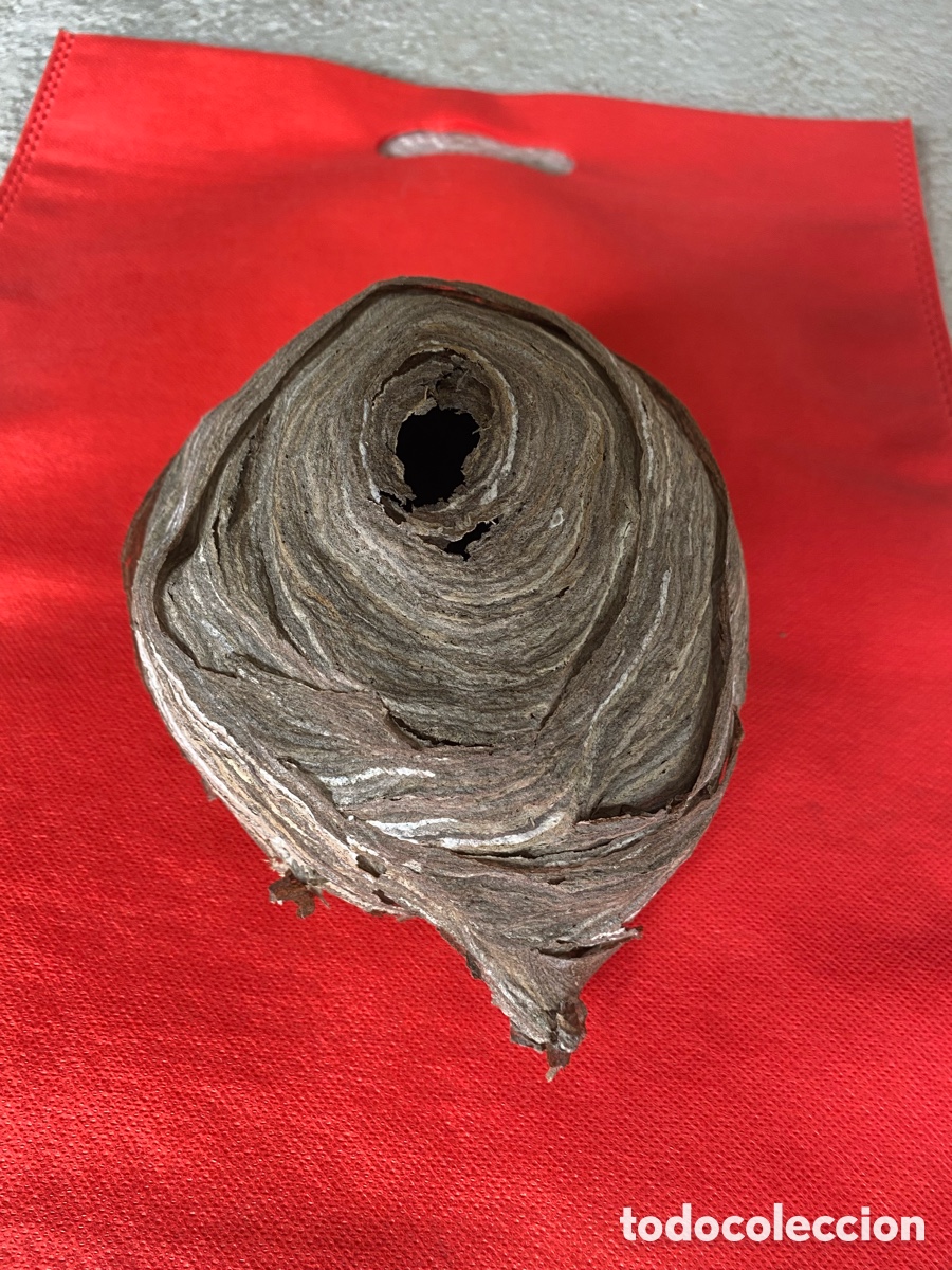 Artesan&iacute;a: Nido de Avispa Com&uacute;n Real - Natural y Conservado. - Foto 4