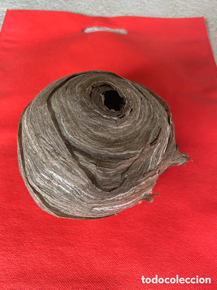 Artesan&iacute;a: Nido de Avispa Com&uacute;n Real - Natural y Conservado. - Foto 5