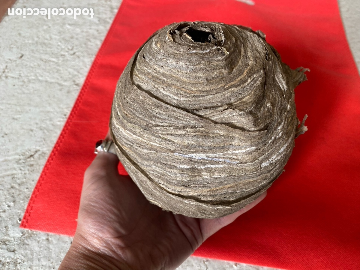 Artesan&iacute;a: Nido de Avispa Com&uacute;n Real - Natural y Conservado. - Foto 7