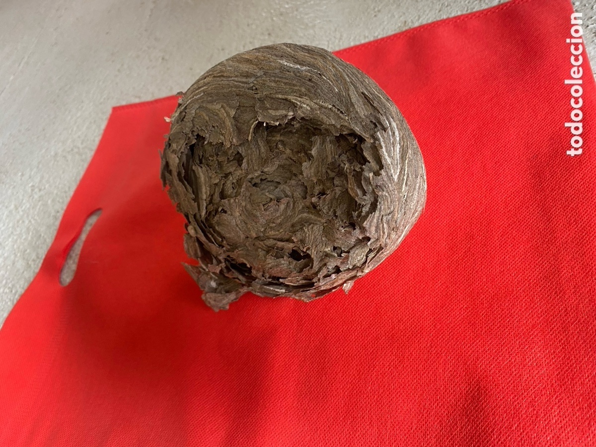 Artesan&iacute;a: Nido de Avispa Com&uacute;n Real - Natural y Conservado. - Foto 8