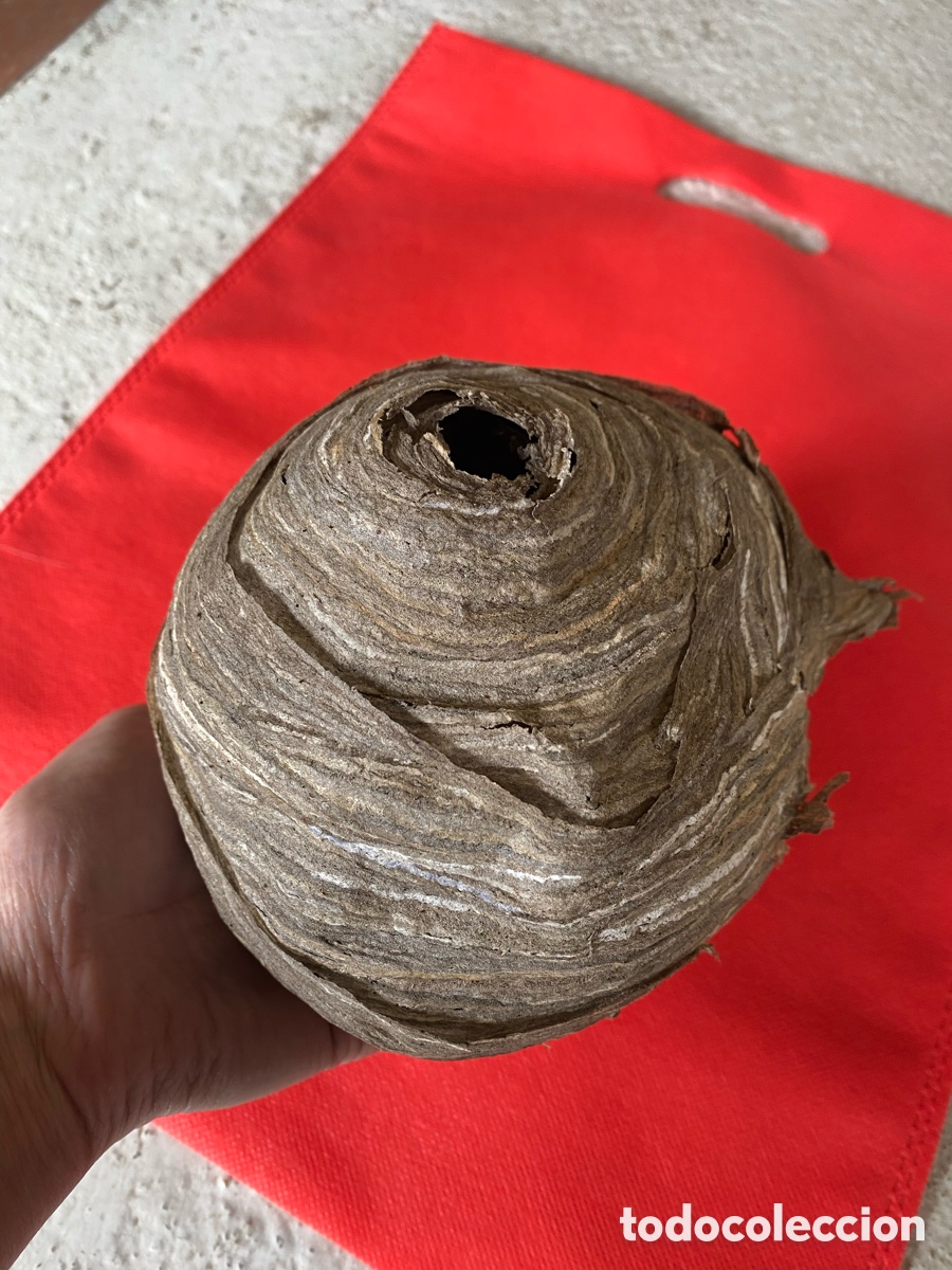 Artesan&iacute;a: Nido de Avispa Com&uacute;n Real - Natural y Conservado. - Foto 9