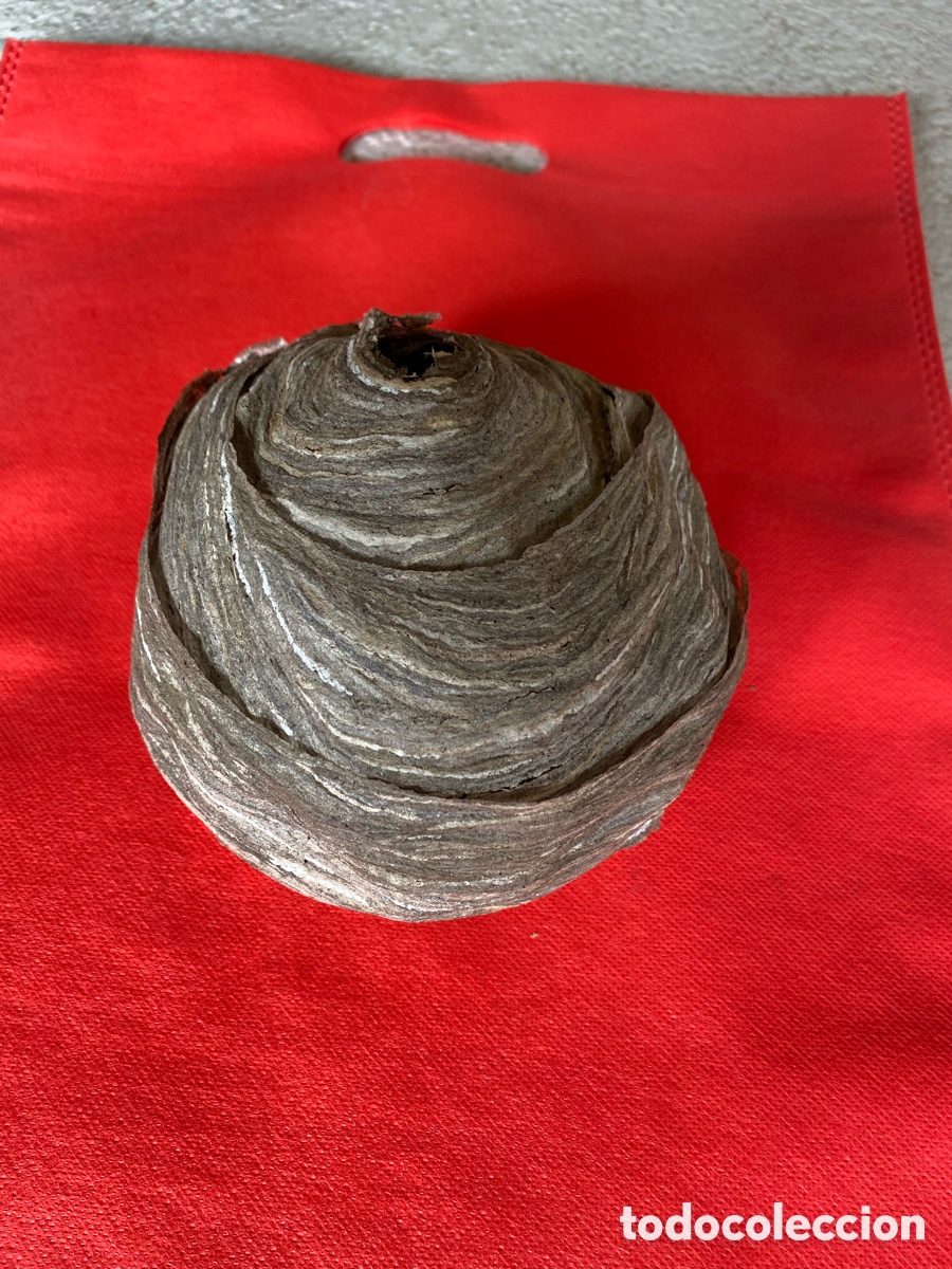 Artesan&iacute;a: Nido de Avispa Com&uacute;n Real - Natural y Conservado. - Foto 1