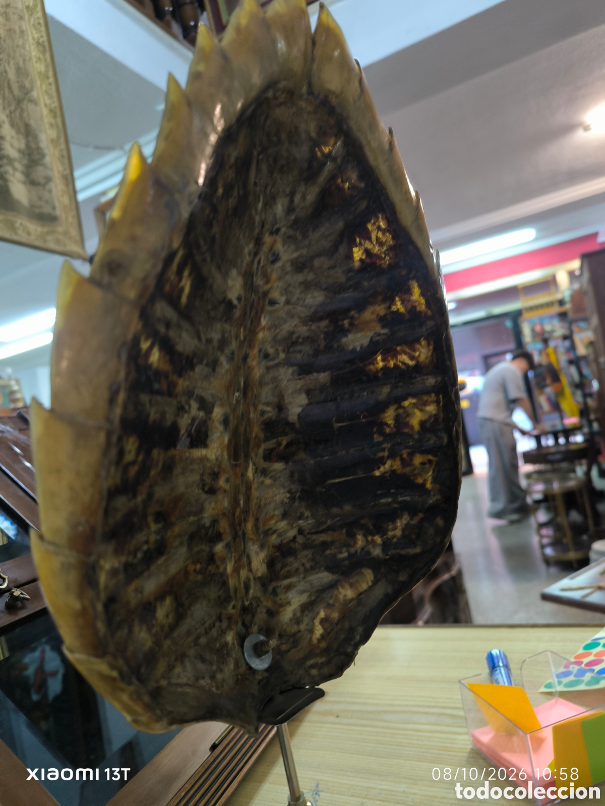 Artesan&iacute;a: Caparazon de tortuga en metraquilato - Foto 2