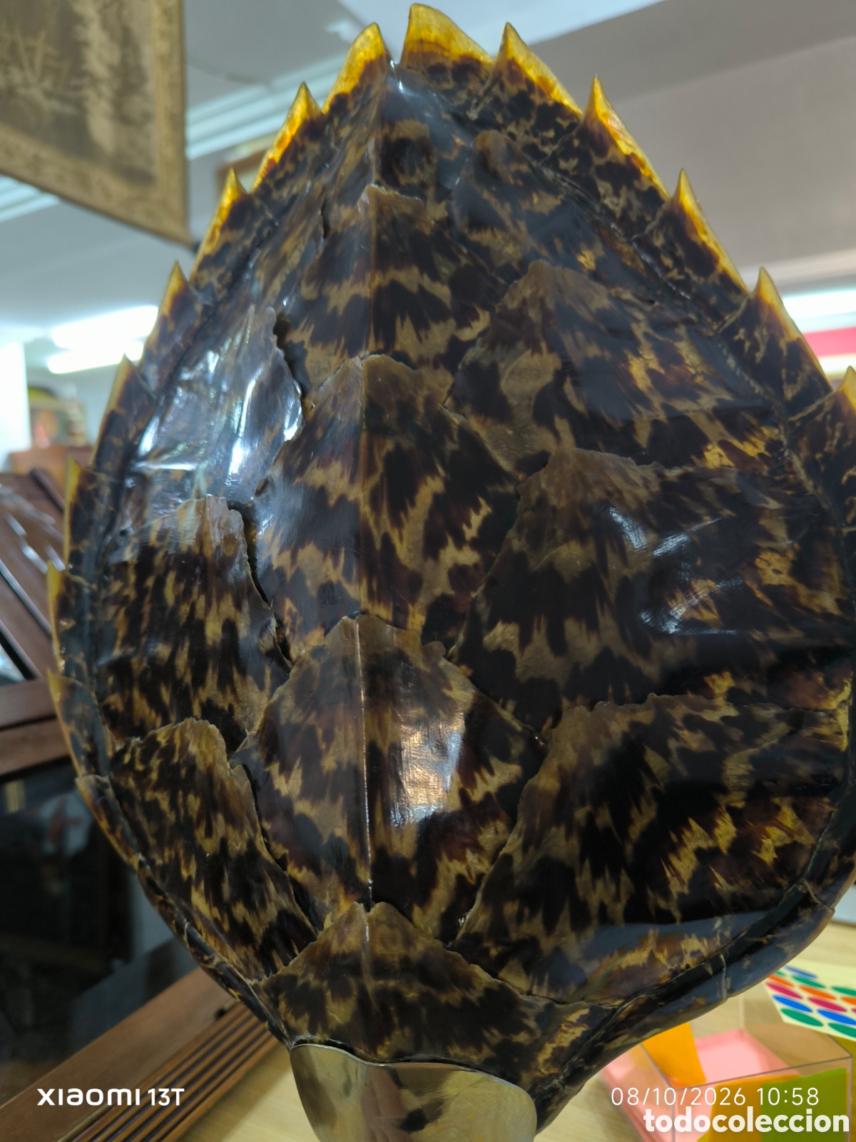 Artesan&iacute;a: Caparazon de tortuga en metraquilato - Foto 3