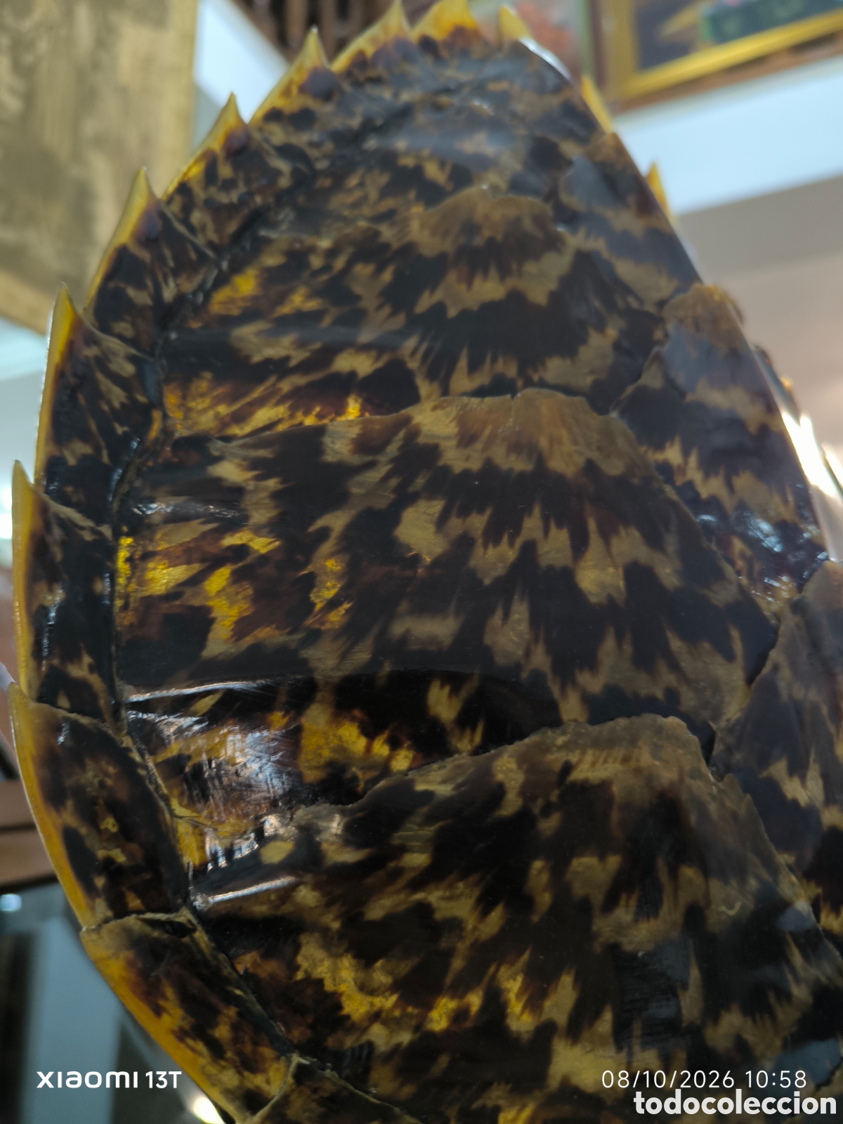 Artesan&iacute;a: Caparazon de tortuga en metraquilato - Foto 4