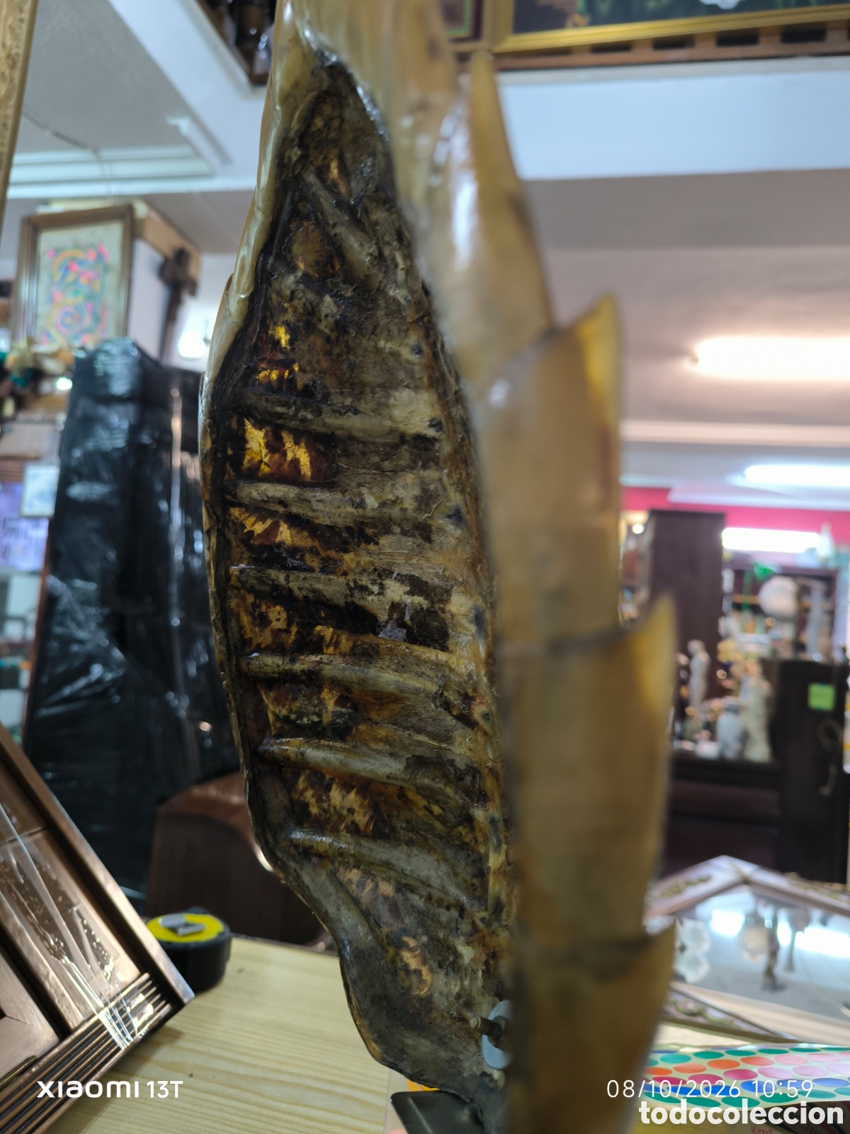 Artesan&iacute;a: Caparazon de tortuga en metraquilato - Foto 6
