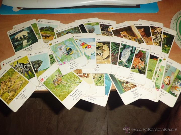 Barajas de cartas: juego de cartas de animales en catalan EL QUARTET - Foto 1