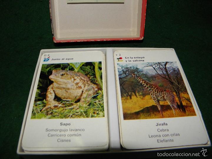 Barajas de cartas: BARAJA EL CUARTETO DEL ZOO DE EDUCA - Foto 3