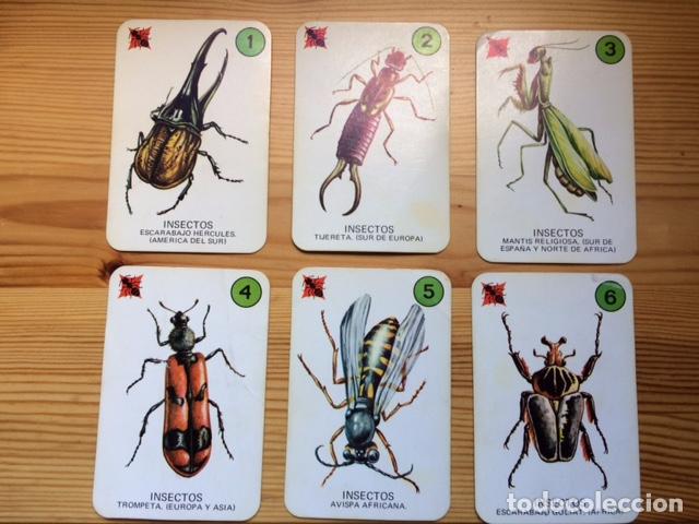 41 cartas : el juego de la naturaleza - Comprar Barajas 