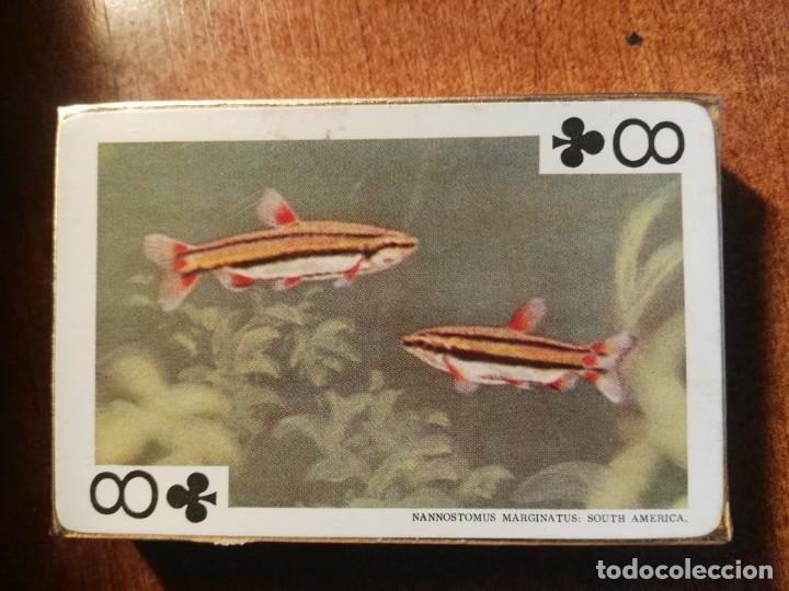 Barajas de cartas: BARAJA CARTAS DE PÓKER. LOS PECES TROPICALES, 54 IMÁGENES tropical fishes nueva precintada - Foto 2 - 193449207