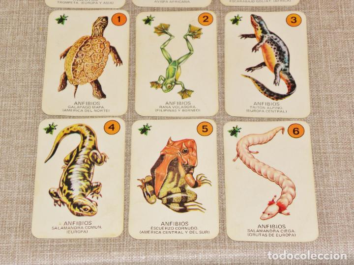 Barajas de cartas: Baraja cartas el juego de la naturaleza ediciones recreativas. Año 1970 COMPLETA - Foto 13 - 217556401