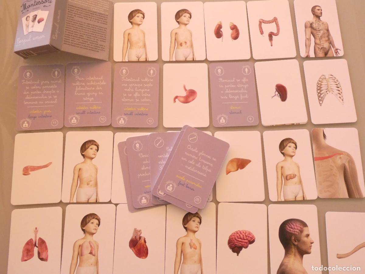 Barajas de cartas: BARAJA CARTAS INFANTIL. JUEGO MONTESSORI VOCABULARIO CUERPO HUMANO. RUMAN&Iacute;A. 110GR