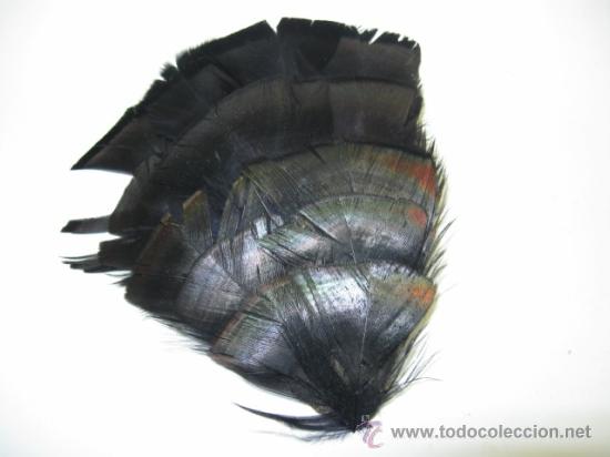 Joaillerie: PRECIOSO BROCHE ART-DECO 1918 -1925 SIN USO, PLUMA DE AVE EXOTICA, SIN IMPERDIBLE AJUSTE EN PECHERA.