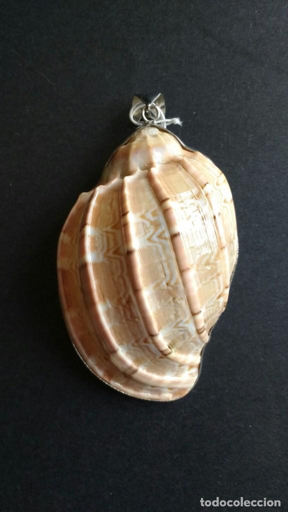Joaillerie: Colgante caracola.