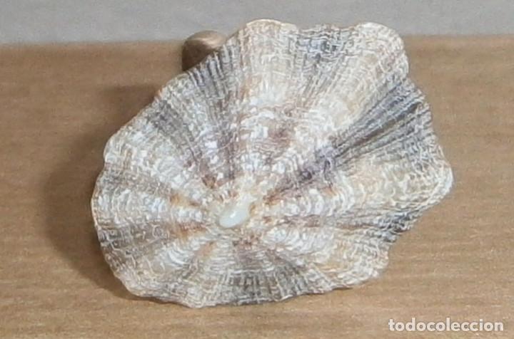 Joyeria: anillo regulable hecho con una lapa - Foto 1