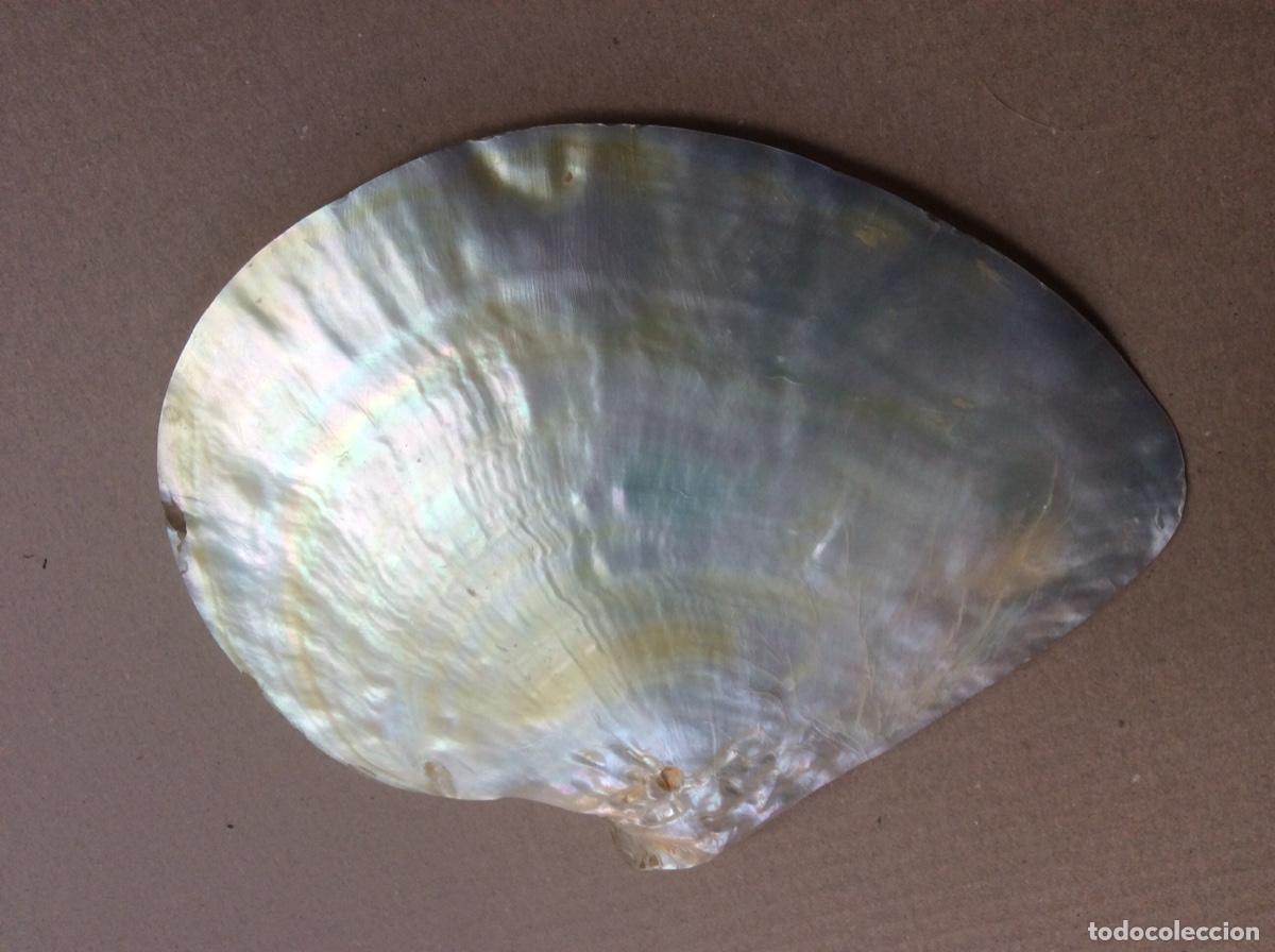 Joyeria: CONCHA DE NACAR. - Foto 3