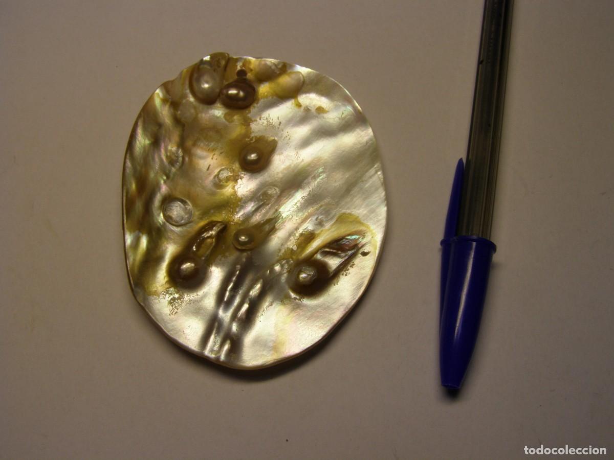 Joaillerie: Bonito colgante para collar, con est&eacute;tico trozo de concha con perlas naturales.