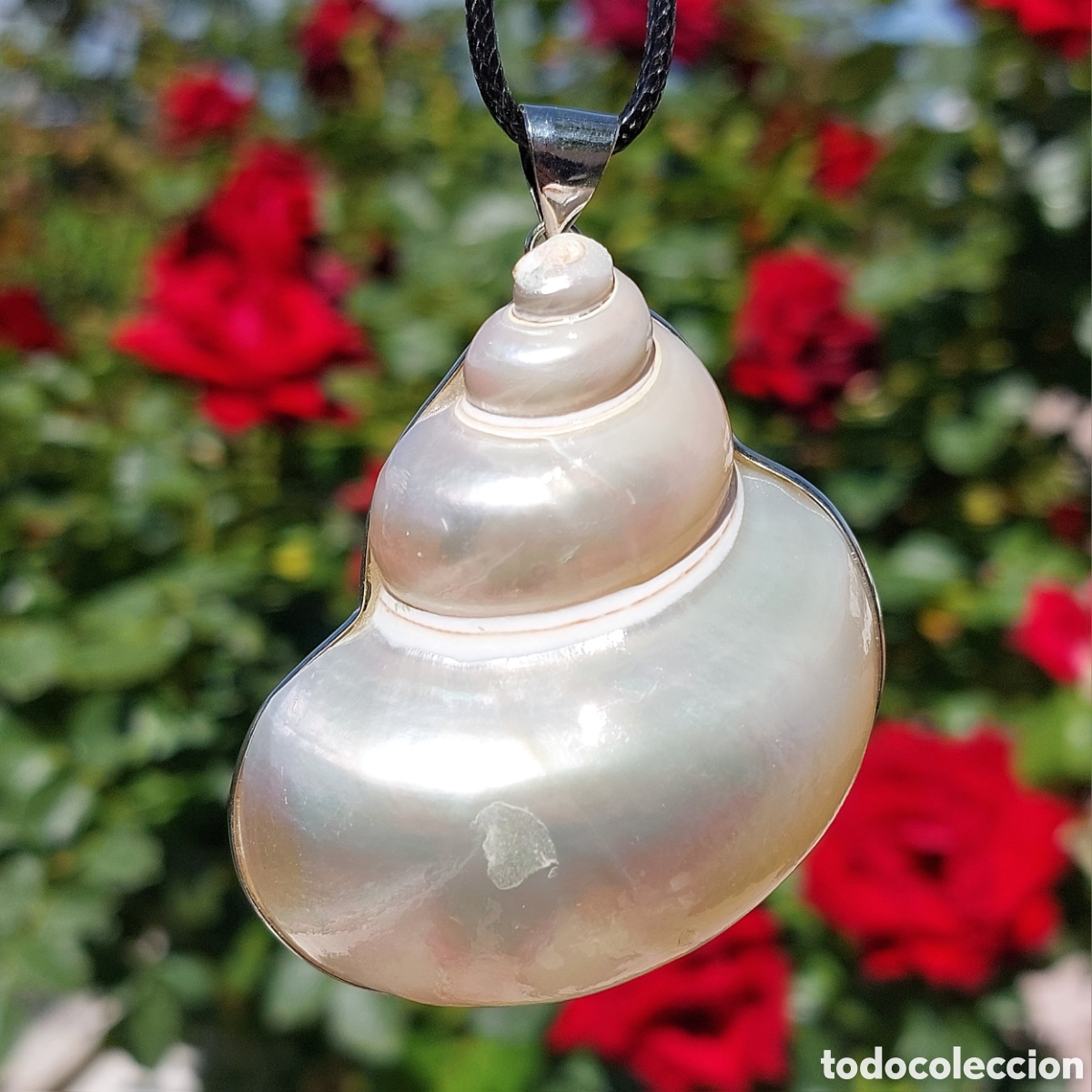 Joyeria: Colgante Concha Nacarada