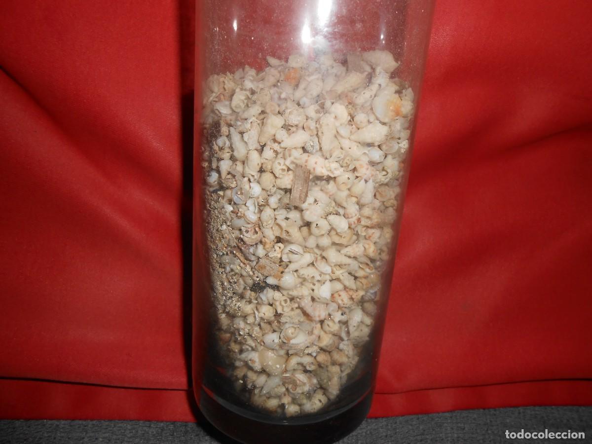 Botellas antiguas: Botella con peque&ntilde;as Conchas - Foto 2