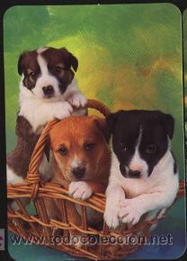 Coleccionismo calendarios: calendario animales 2006 (sin publicidad)
