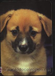 Coleccionismo calendarios: calendario animales 2004 (sin publicidad)