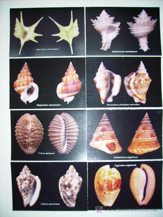 Coleccionismo calendarios: coleccion de calendarios de CONCHAS - Foto 1