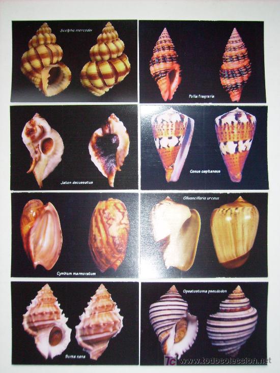 Coleccionismo calendarios: coleccion de calendarios de CONCHAS - Foto 2