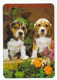 Coleccionismo calendarios: CALENDARIO PERROS (A&Ntilde;O 2000) - Foto 1