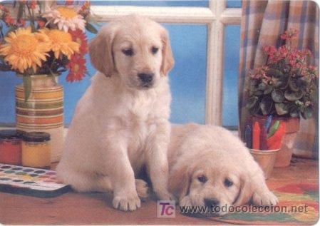 CALENDARIO 2001. PERROS. PERRO.