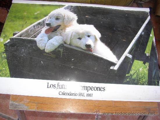 Colecionismo Calend&aacute;rios: Calendario tem&aacute;tico de perros a&ntilde;o 1987 47x32 cms Parte trasera con informaci&oacute;n y dise&ntilde;ada para posta