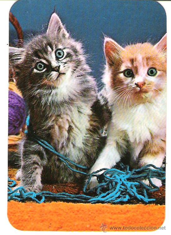 Coleccionismo calendarios: CALENDARIO DE BOLSILLO. A&Ntilde;O 1981. FOTO ESTUDIO ANGEL. GATOS