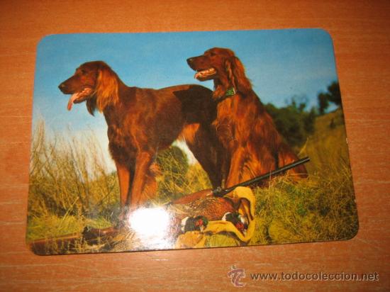 Coleccionismo calendarios: PERROS SETER CALENDARIO 1996 - Foto 1