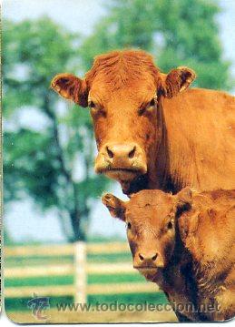 Coleccionismo calendarios: calendario bolsillo 1994 - ganado vacas - carnicas aljarilla / torrejon de ardoz . madrid