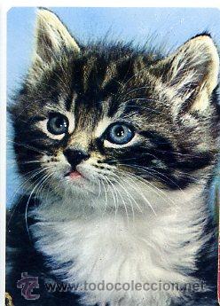 Sammeln von Kalendern: calendario bolsillo 1991 - gato fauna - clb 2313