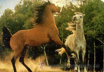 Collectables Calendars: calendario bolsillo 2001 - bo 572 - caballos fauna - pub marisqueria cayetano / madrid - delfin